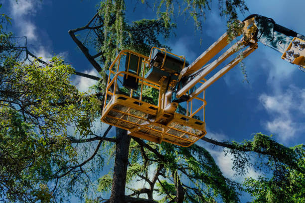 Trusted Buchanan, NY Tree Services Experts