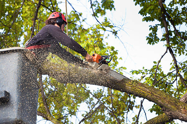 How Our Tree Care Process Works  in  Buchanan, NY